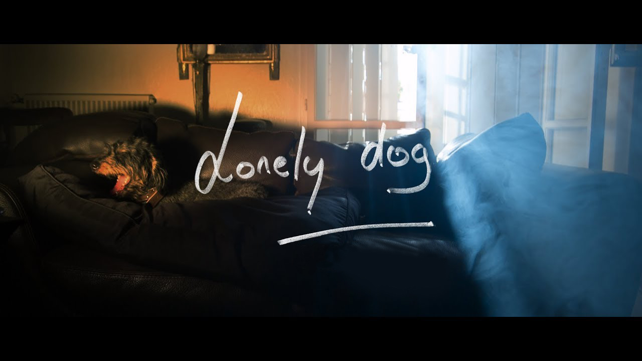 Lonely Dog